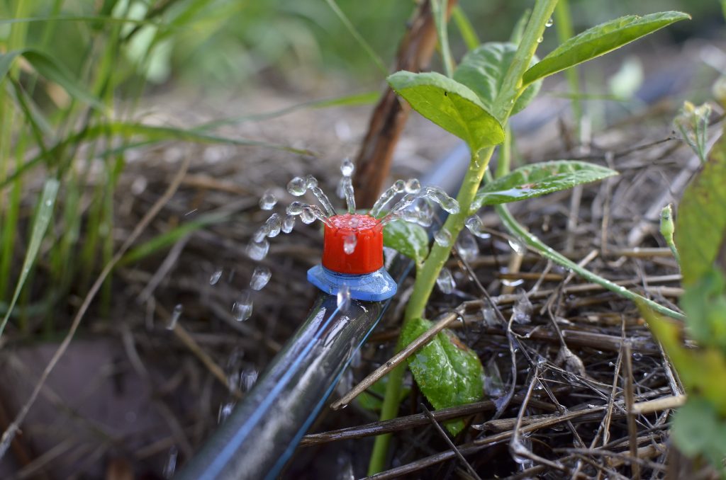 Grey Water Irrigation